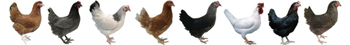 Different breeds of pullet Different breeds of pullet